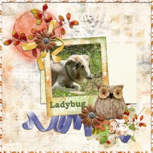 Ladybug UIA 10