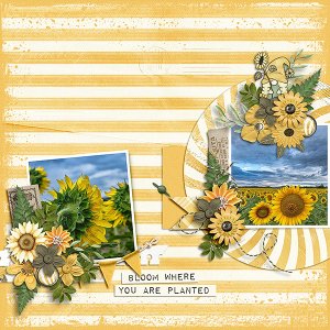 Sunflowers28