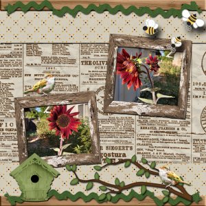 Sunflowers