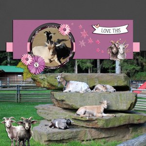 goats in the sun