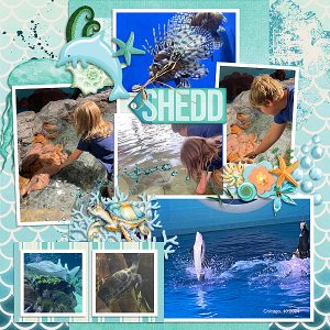 Shedd Aquarium