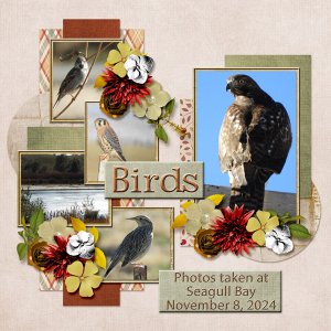 birds_small1