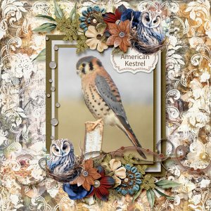 American_Kestrel_small1