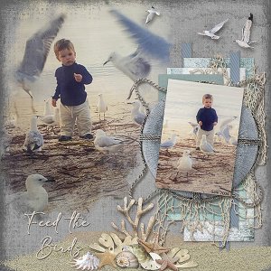 Feed the Birds