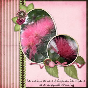 Pink Puff