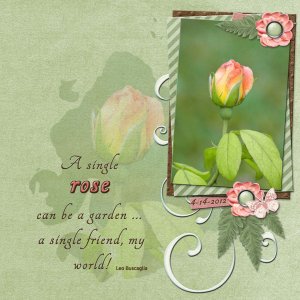 A Single Rose