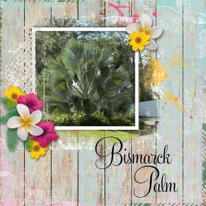 Bismarck Palm