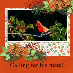 Calling for his mate!