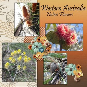 Western Australia Wild Flowers