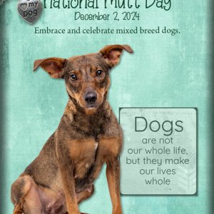 ATC 2024-052 National Mutt Day