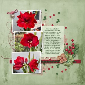 Amaryllis