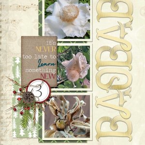 Baobab