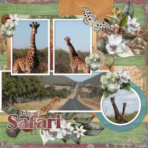 African safari