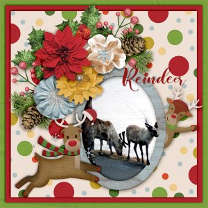 Reindeer3