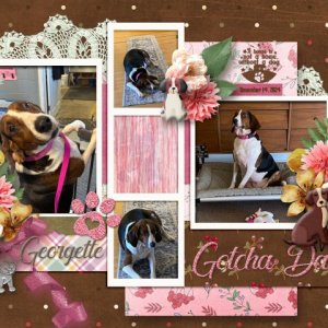 Gotcha Day