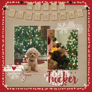 Tucker + the Christmas Trees 12-10-18