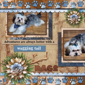 My Dog Rags