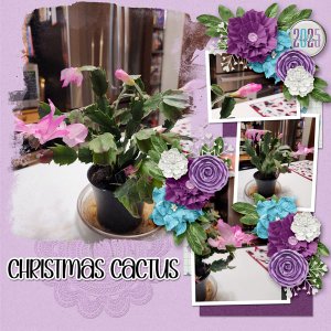 Christmas Cactus
