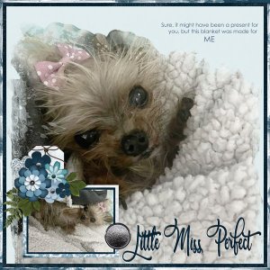 Little Miss Perfect