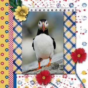 Atlantic Puffin