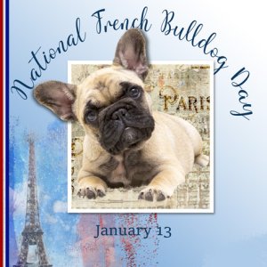 Celebrate National French Bulldog Day