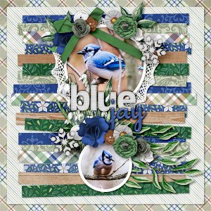 Blue Jay
