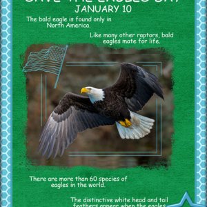 Save the Eagles Day