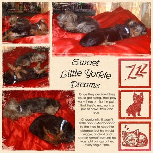 Sweet Little Yorkie Dreams