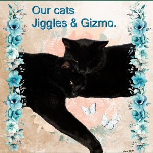 Jan.2025 -Our cats Jiggles+Gizmo.