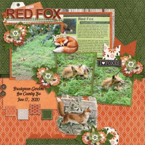 Red Fox