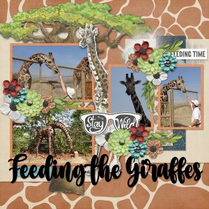 feeding the Giraffes