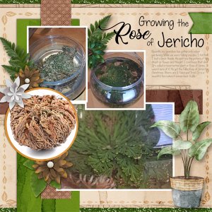 Rose of Jericho