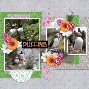 Puffins