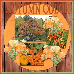 AUTUMN COLOR