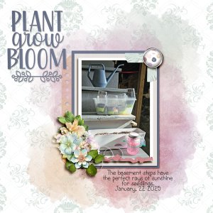 Plant Grow Bloom