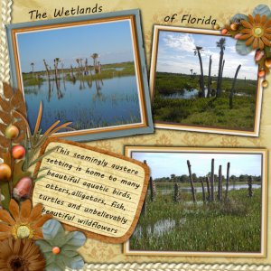 The Wetlands