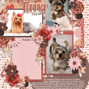 2025 02 Font Challenge Yorkshire Terrier