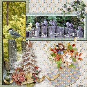 Feb 2025 Surprise -All birds in my back-yard