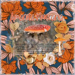 Amanita Muscaria