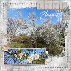 Life Blooms