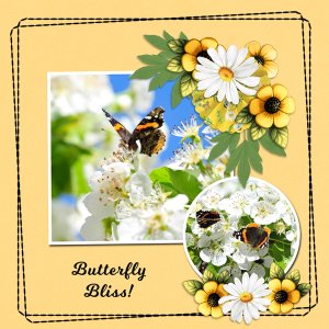 Butterfly Bliss