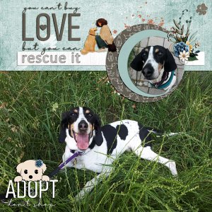 adopt - do not shop