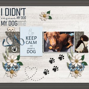 Rescue Dog