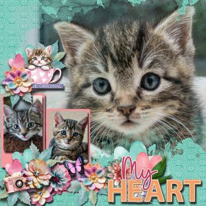 Kittens have My Heart