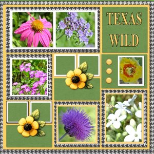 TEXAS WILD