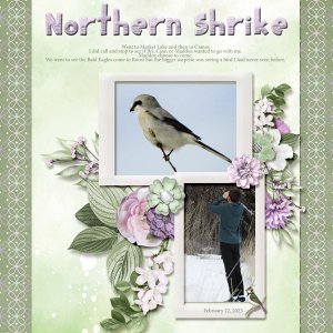 Northern_Shrike_small