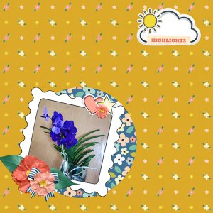 purple orchid