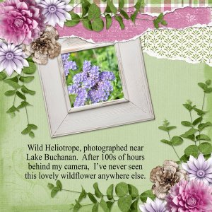 Wild Heliotrope