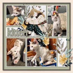 kitten2.jpg