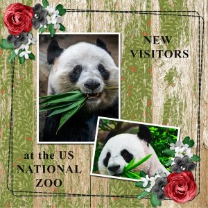 NEW VISITORS at the US NATIONAL ZOO